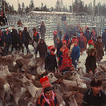 Reindeer round-up.jpg